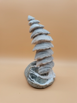 Preview: Walliser Binntree am Serpentin